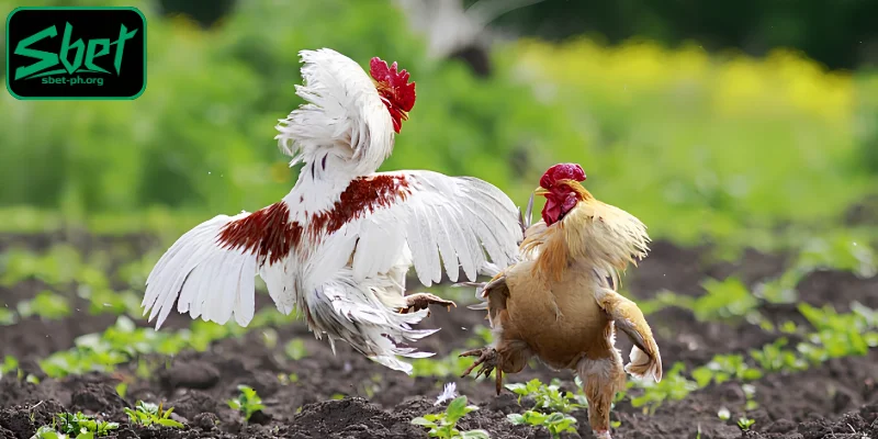 Pangkalahatang-ideya Cockfighting live stream PH